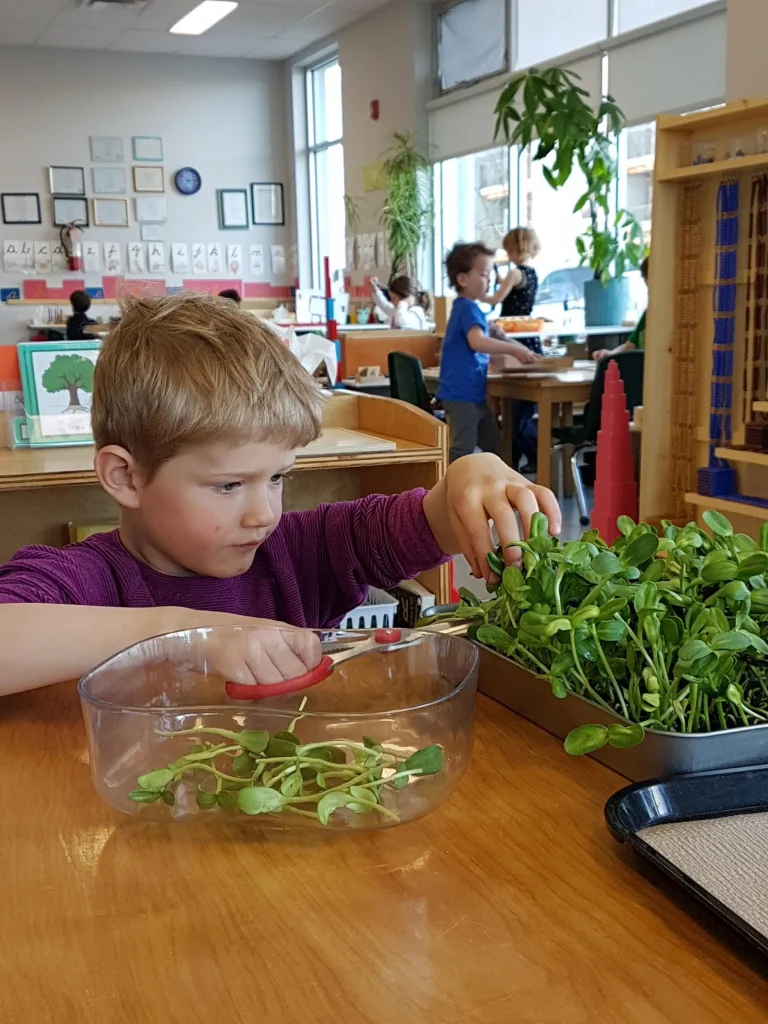 A boy cuts microgreens
