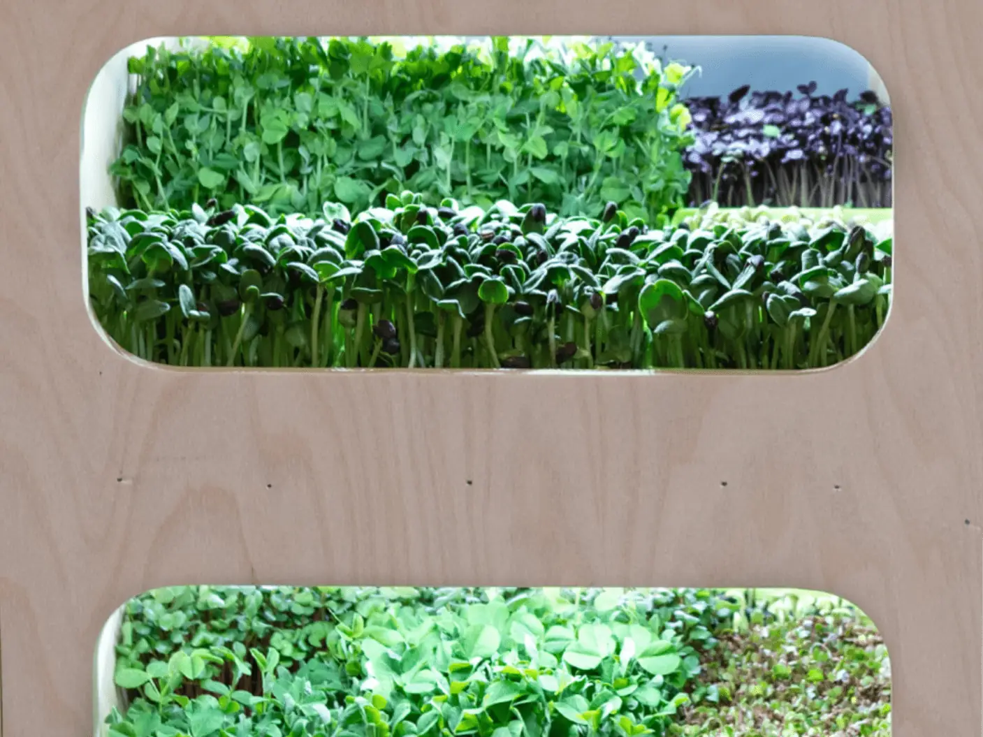 A view of microgreens in the NatureTot System