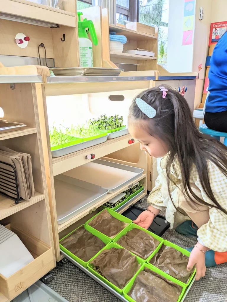 A girl places a tray of planted seeds on the Harvesting Cabinet