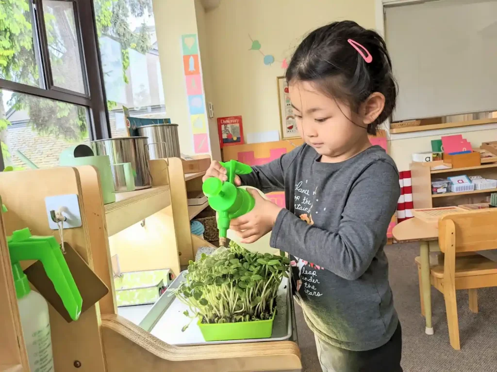 A child waters microgreens