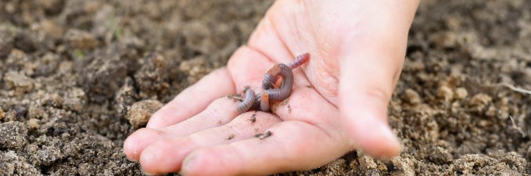 An earthworm cradled in a child's hand.